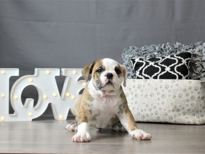 Bulldog