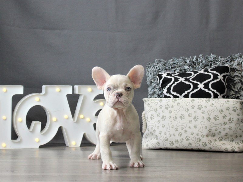 French Bulldog