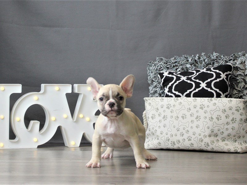 French Bulldog