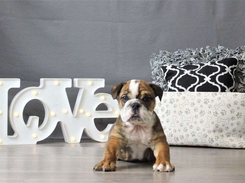 English Bulldog