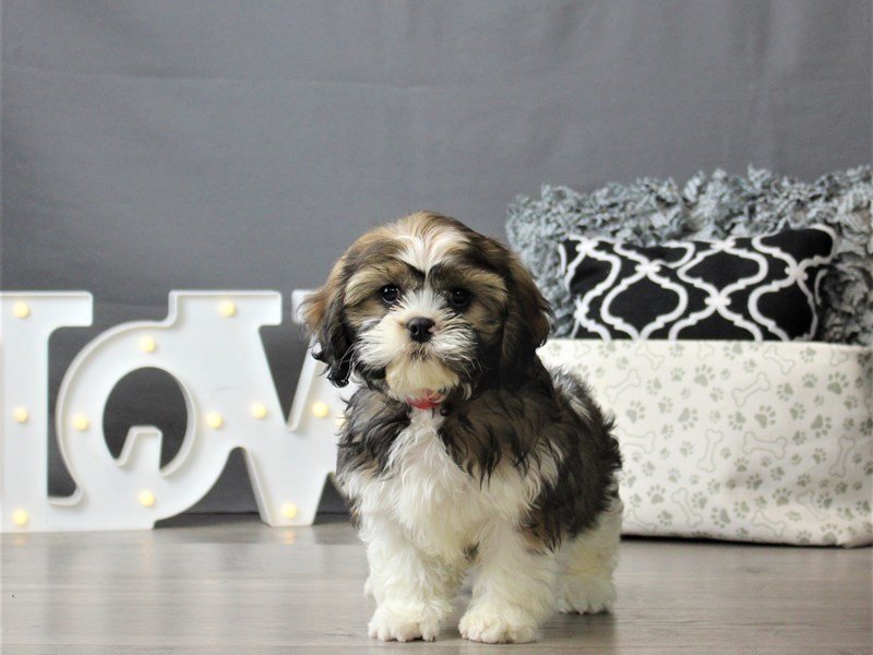 Cavalier King Charles Spaniel/Shih Tzu