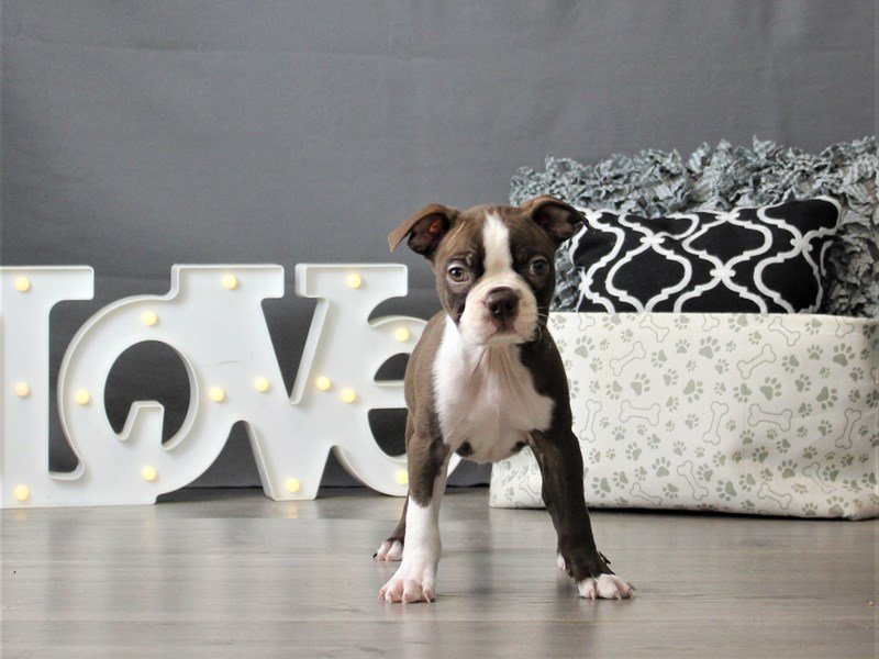 Boston Terrier