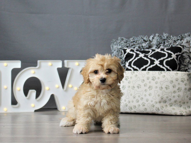 Cavachon