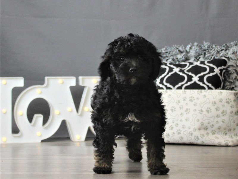 Mini Bernadoodle