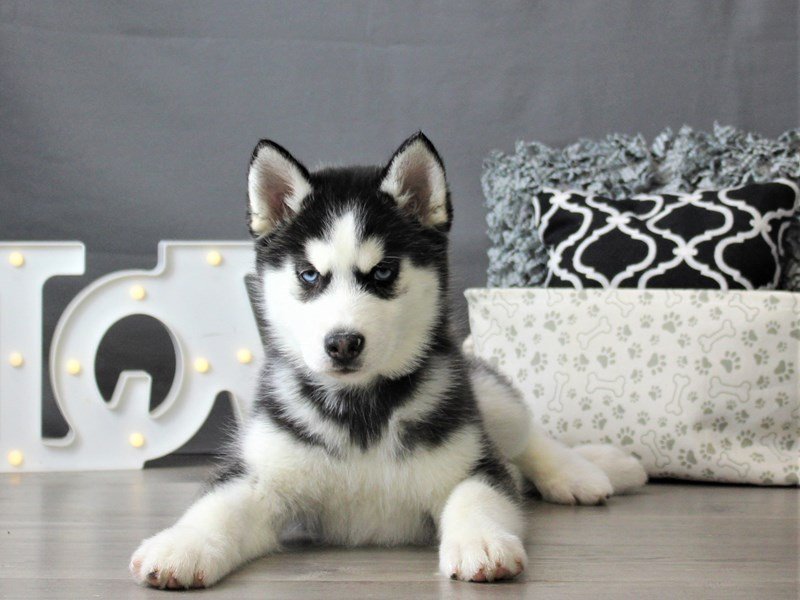 Siberian Husky Dog Male Black White 3066454 Petland Carriage Place