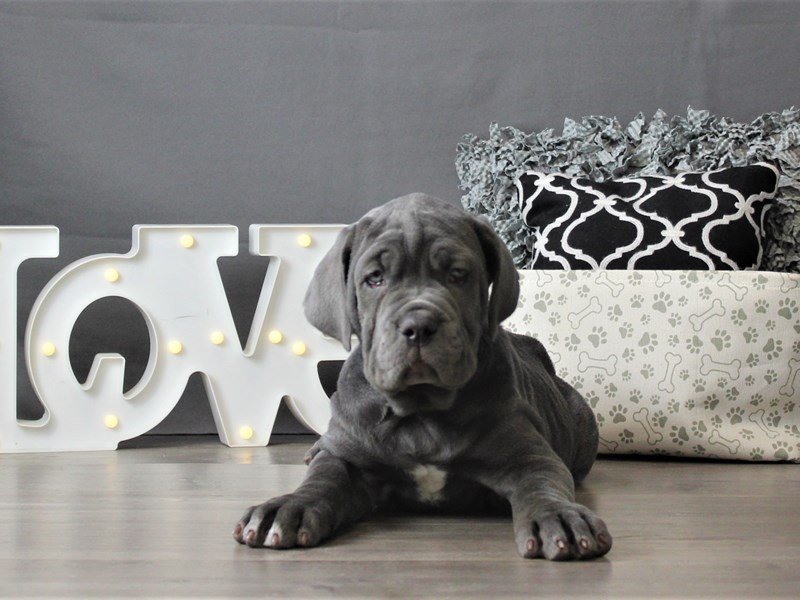 Neapolitan Mastiff