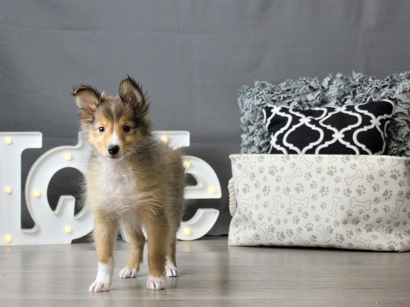 Shetland Sheepdog