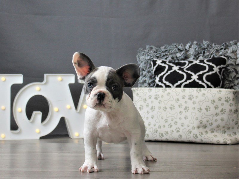 French Bulldog