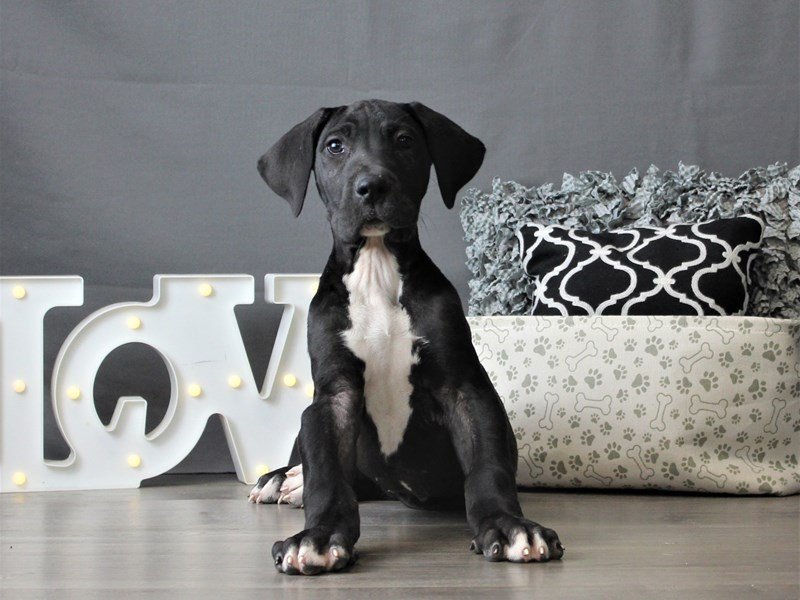 Great Dane