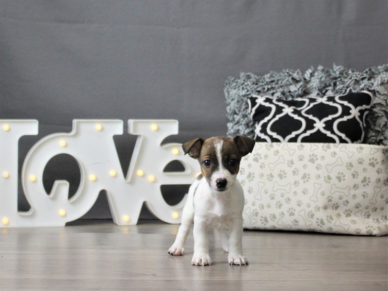 Jack Russell Terrier