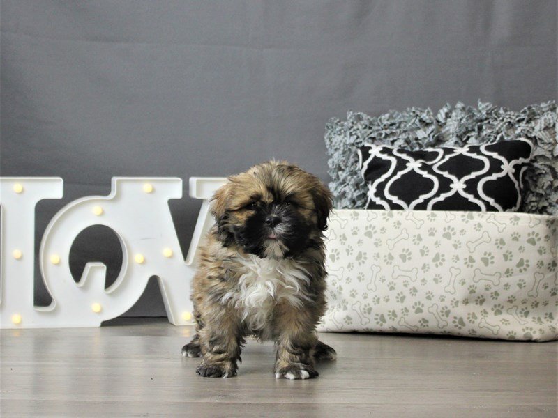 Lhasa Apso