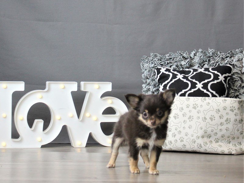 Chihuahua