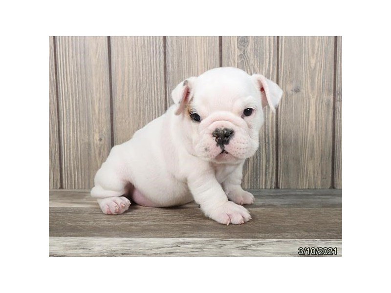 English Bulldog