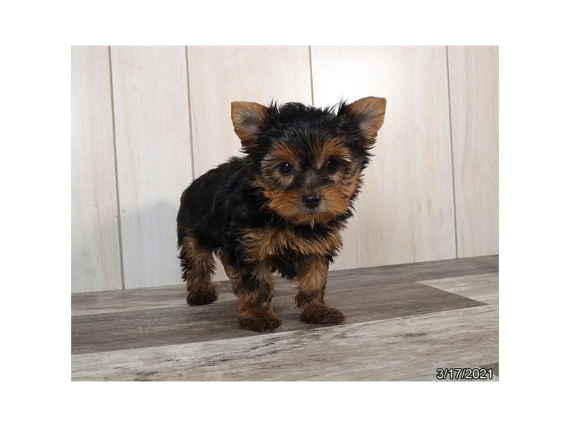 Yorkshire Terrier