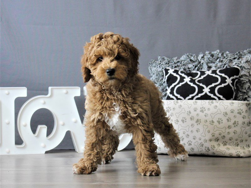 Mini Goldendoodle