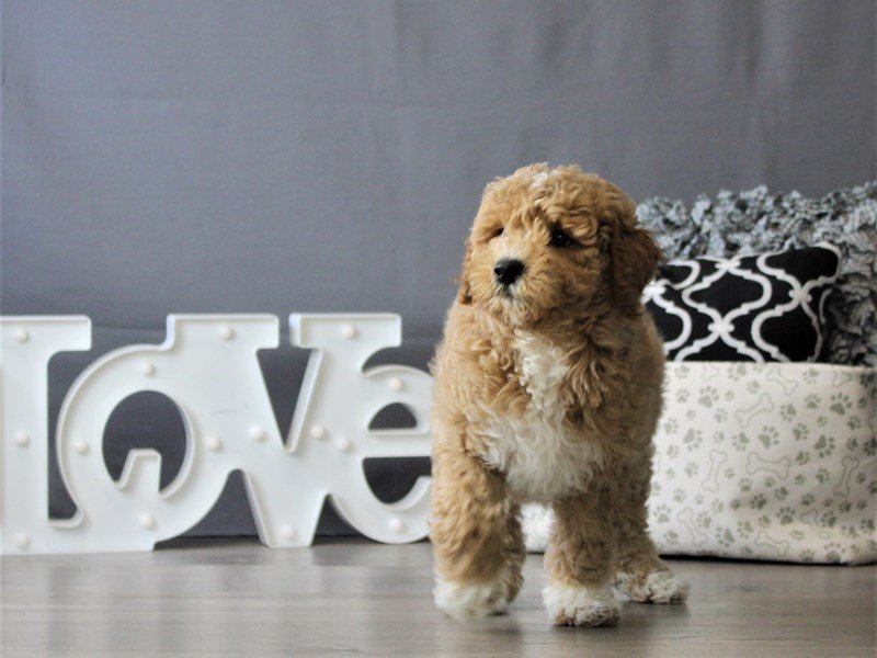 Mini Goldendoodle