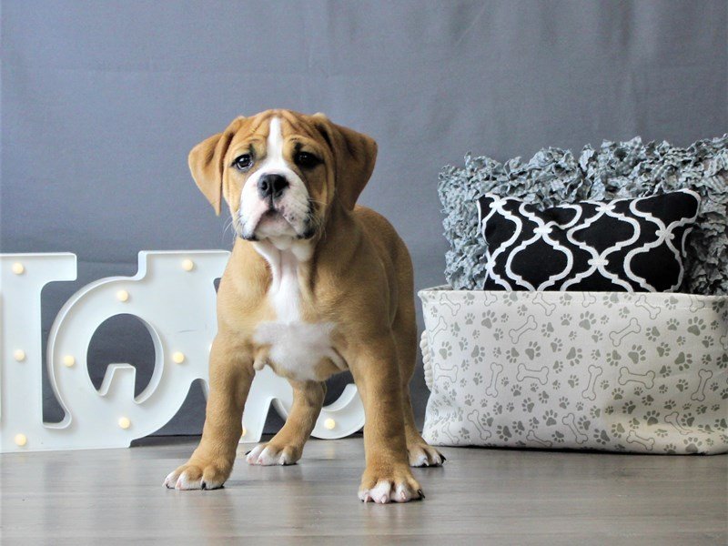 Bulldog/Bulldog-Beagle