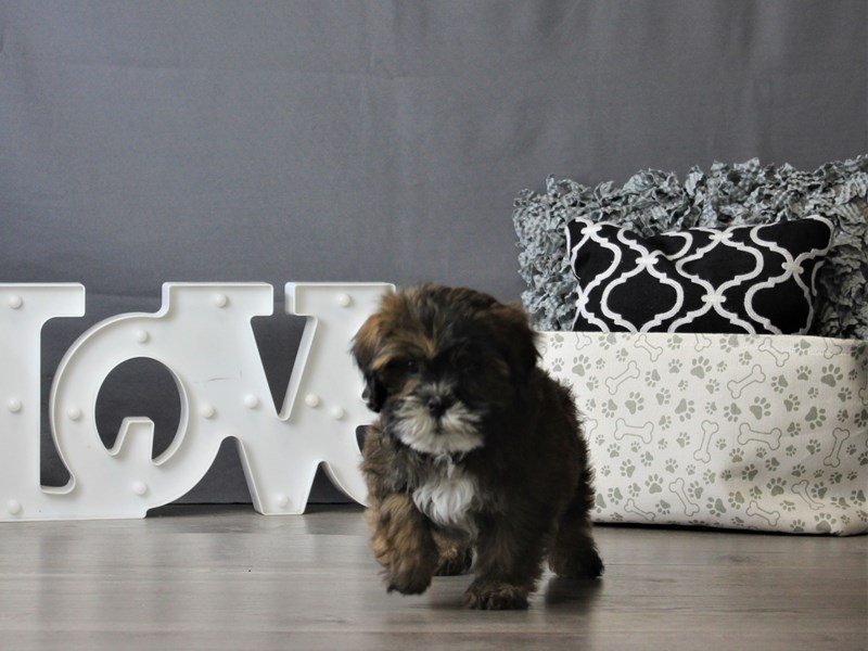 Lhasapoo