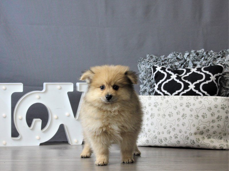 Pomeranian
