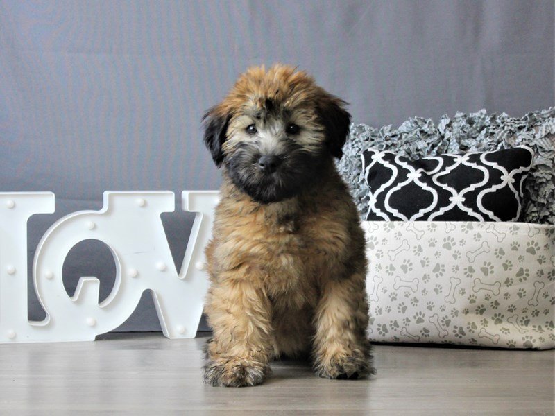 Soft Coated Wheaten Terrier