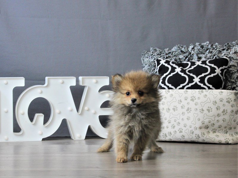 Pomeranian