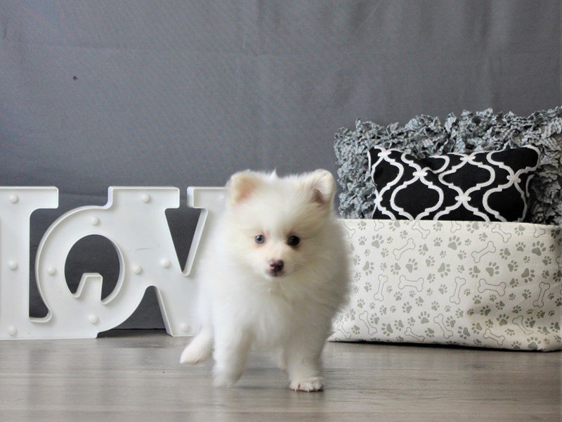 Pomeranian