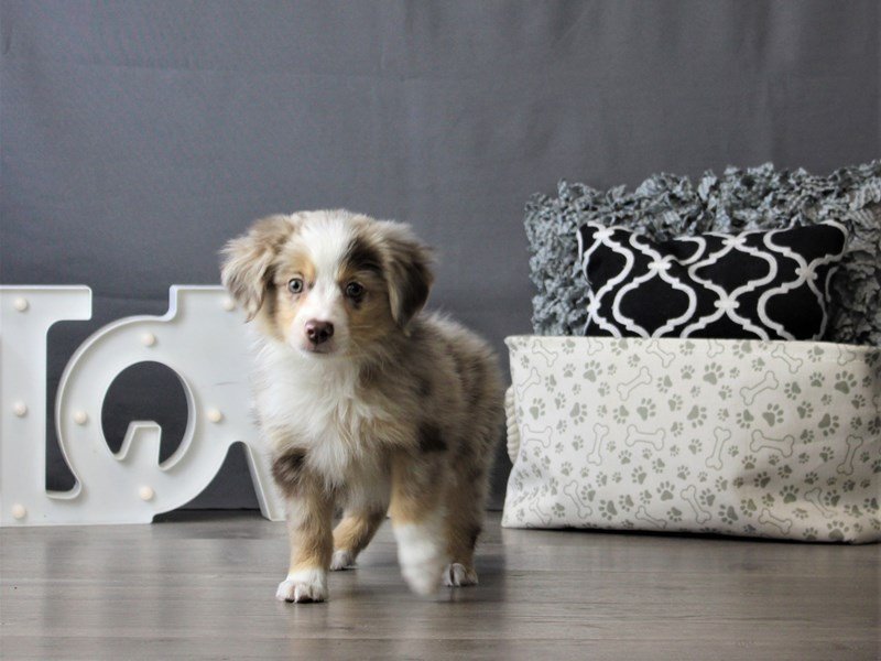 Miniature Australian Shepherd