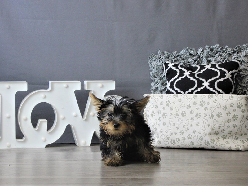 Yorkshire Terrier