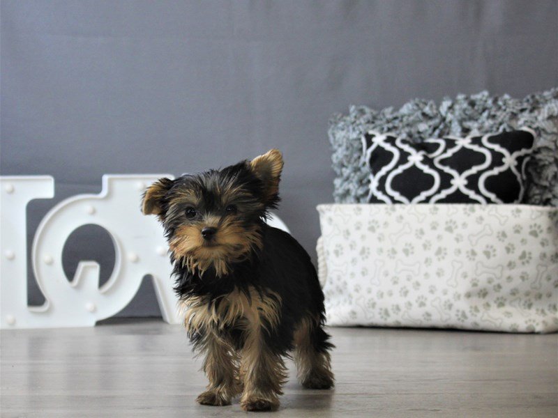 Yorkshire Terrier