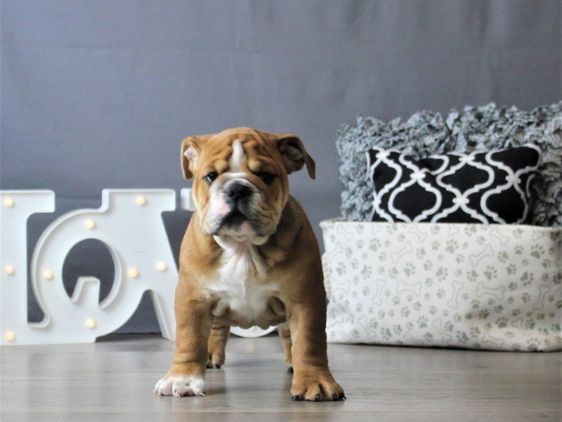 Bulldog