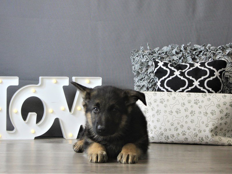 German Shepherd Dog