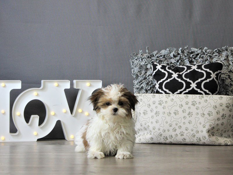 Maltese/Shih Tzu