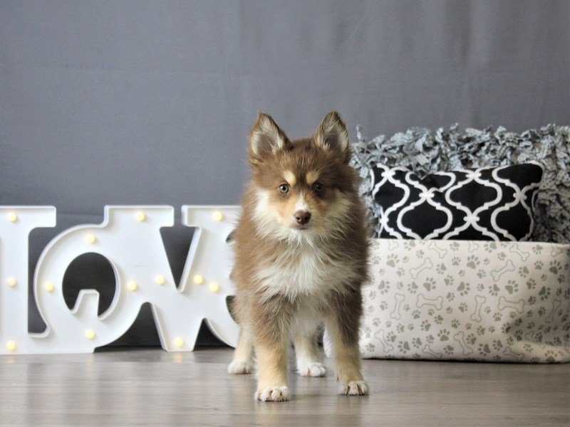 Pomsky