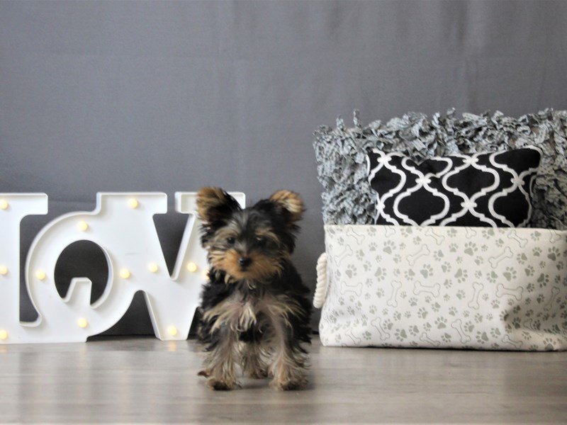 Yorkshire Terrier