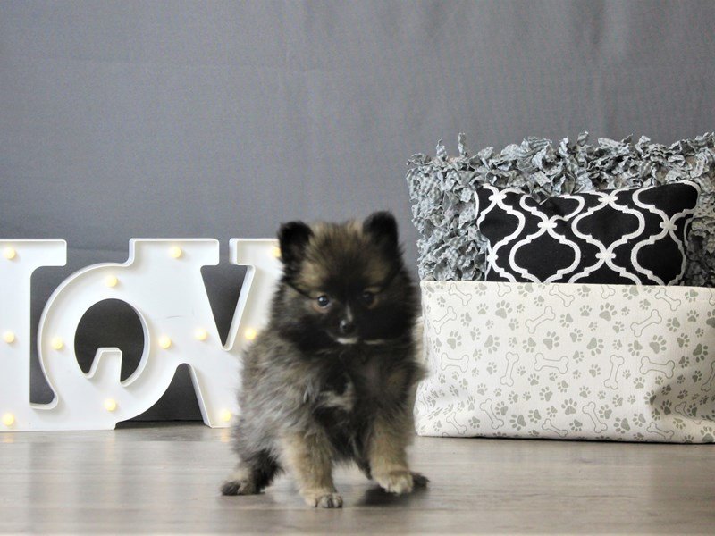 Pomeranian