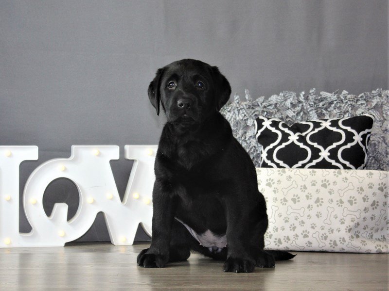 Labrador Retriever