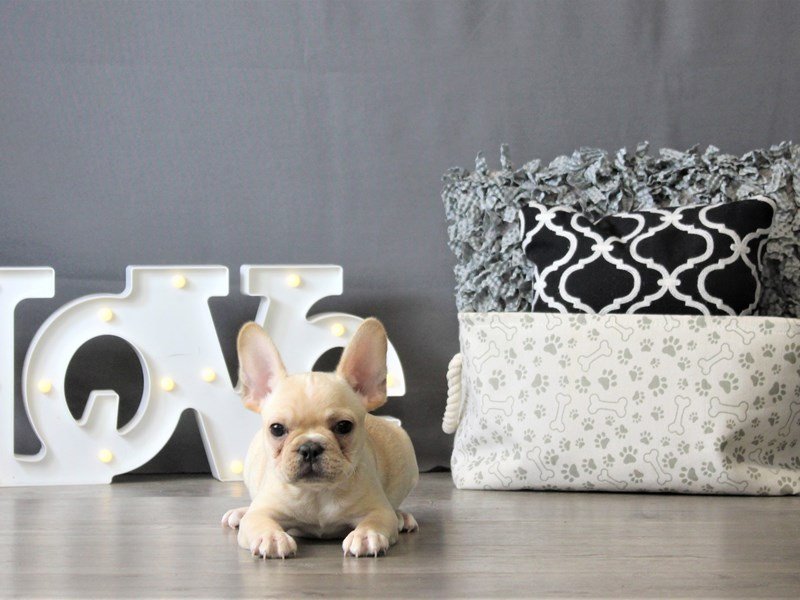 French Bulldog