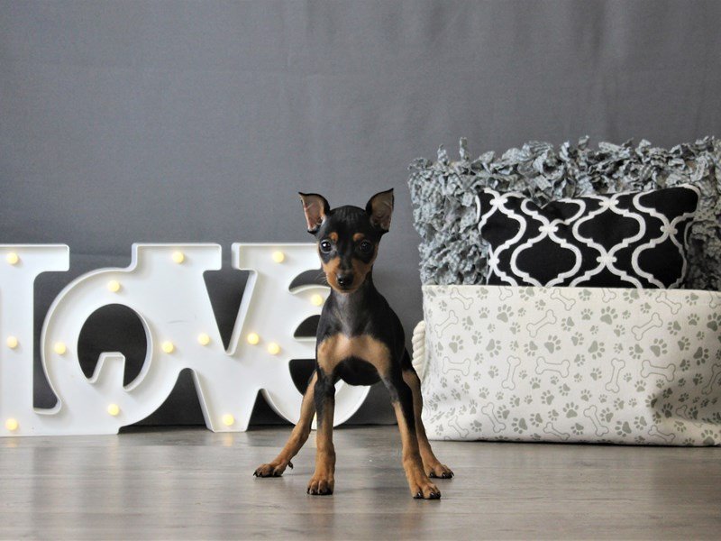 Miniature Pinscher
