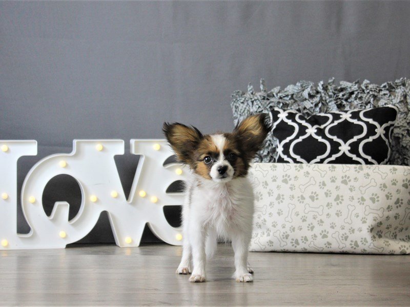 Papillon