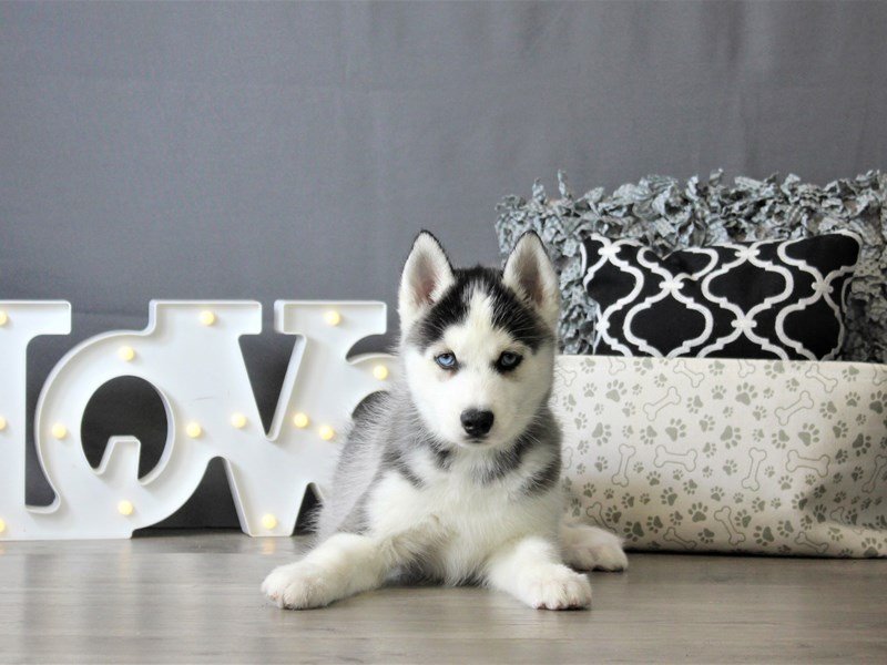 Siberian Husky