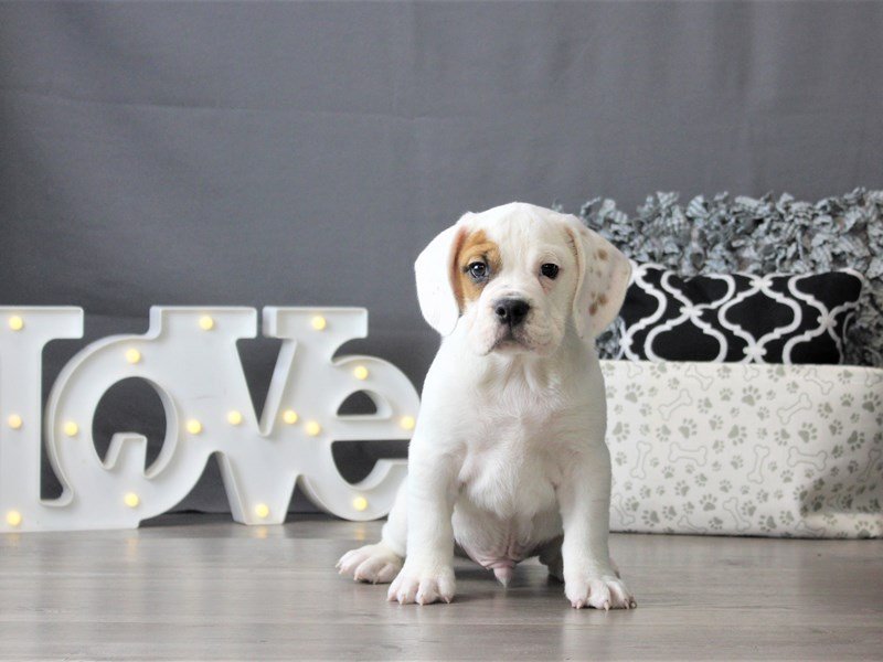 Bulldog/Bulldog-Beagle