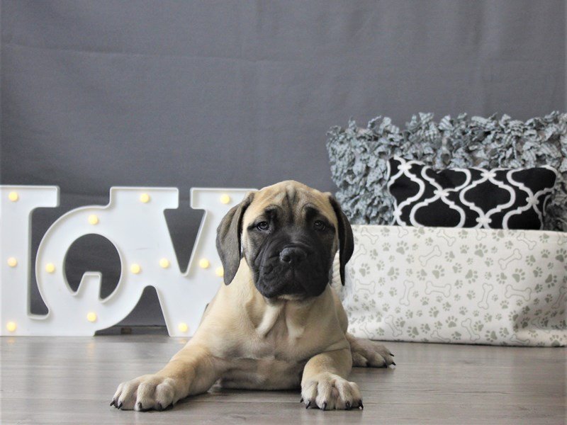 Bullmastiff