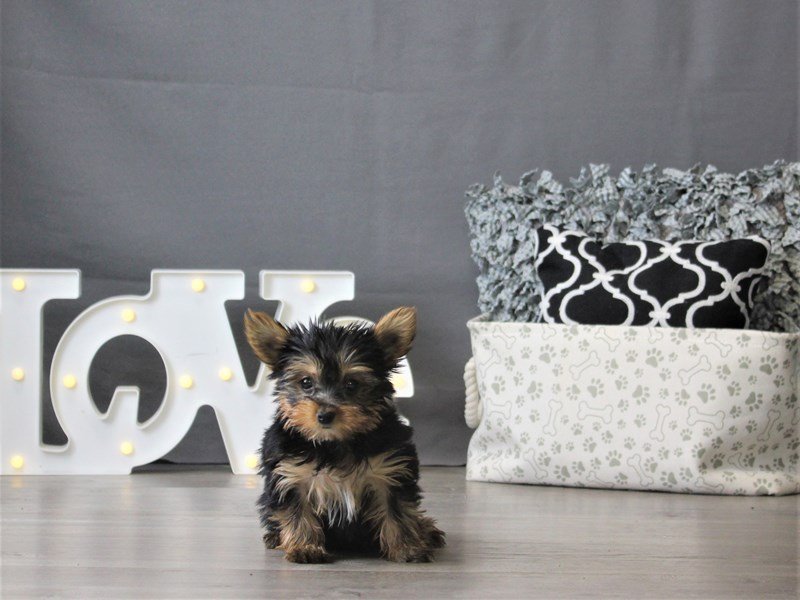 Yorkshire Terrier