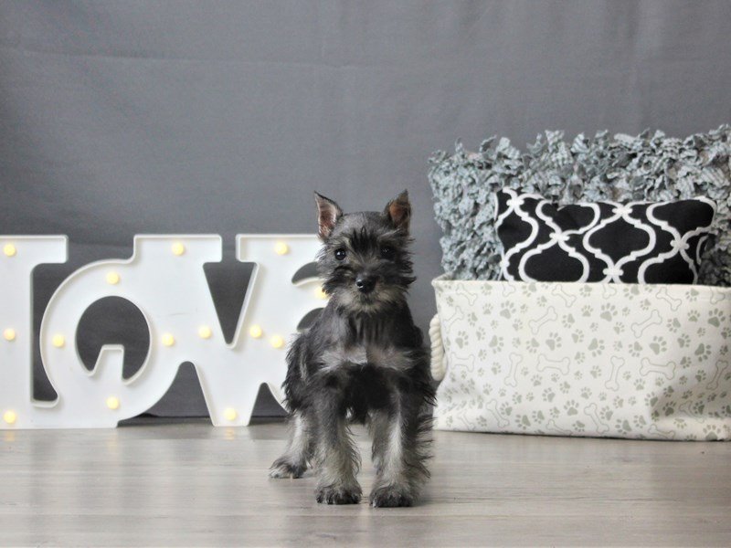 Miniature Schnauzer