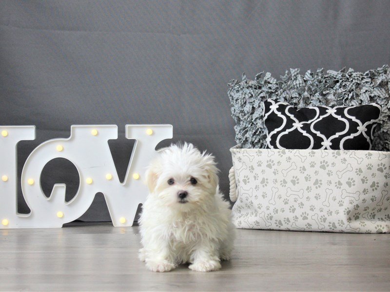 Maltese