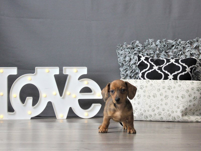 Dachshund