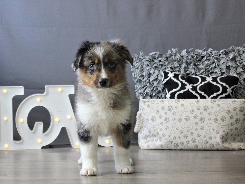 Miniature American Shepherd