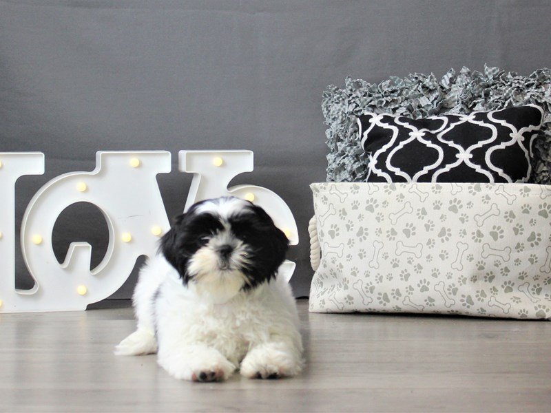 Shih Tzu