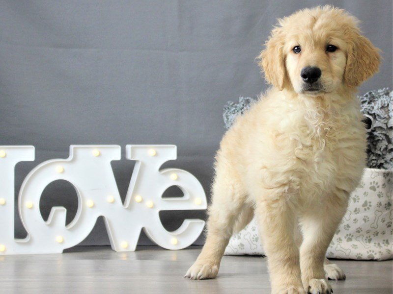 Golden Retriever