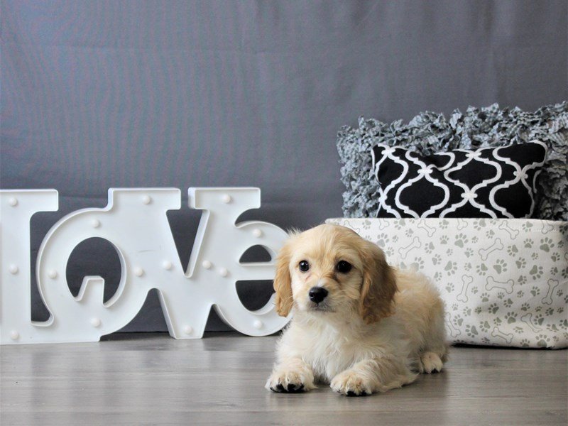 Cavachon